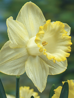 Narcissus Lemon Shake