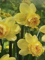 Narcissus Milena