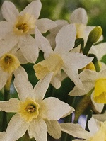 Narcissus Sailboat