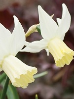 Narcissus Snipe
