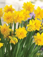 Narcissus Tete a Tete Boucle