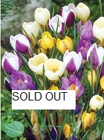 crocus snow mixed