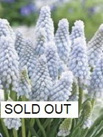 Muscari Babies Breath Sold out