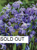 scilla sold out