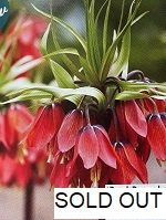 Fritillaria Red Beauty