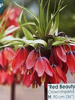Fritillaria Red Beauty