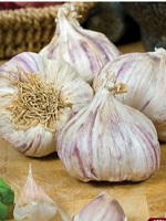 Garlic Siberian