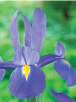 Iris Dutch Saphire Beauty