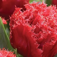 Tulip Bendigo