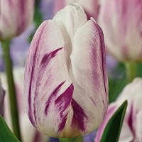 Tulip Flaming Prince