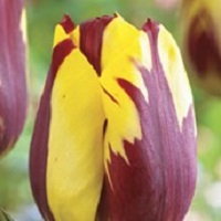 Tulip Helmar