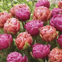 Tulip Joyful Hearts