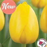 Tulip Novi Sun