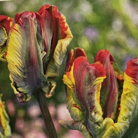 Tulip Rasta