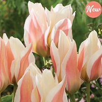 Tulip Serano