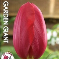 Tulip Skyhigh Scarlet