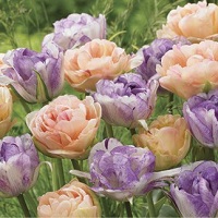 Tulip Sweet English Rose