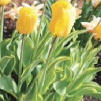 Tulip Yellow Wave