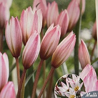 Tulip species Hilde