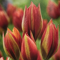 Tulip species Mara
