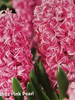 Hyacinth Pink Pearl