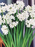 Paper-Whites