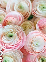 Ranunculus Chamallow